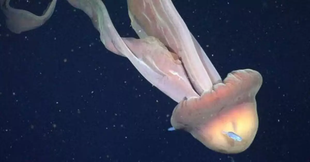 口腕長度約10米接近校巴！極罕巨型幽靈水母現身阿根廷外海 震撼畫面曝光