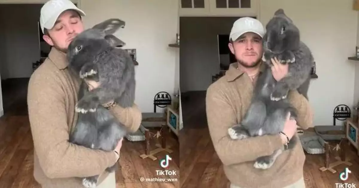 全球體型最大家兔品種！飼主懷抱佛萊明巨兔半個成人咁高 刷新網民認知