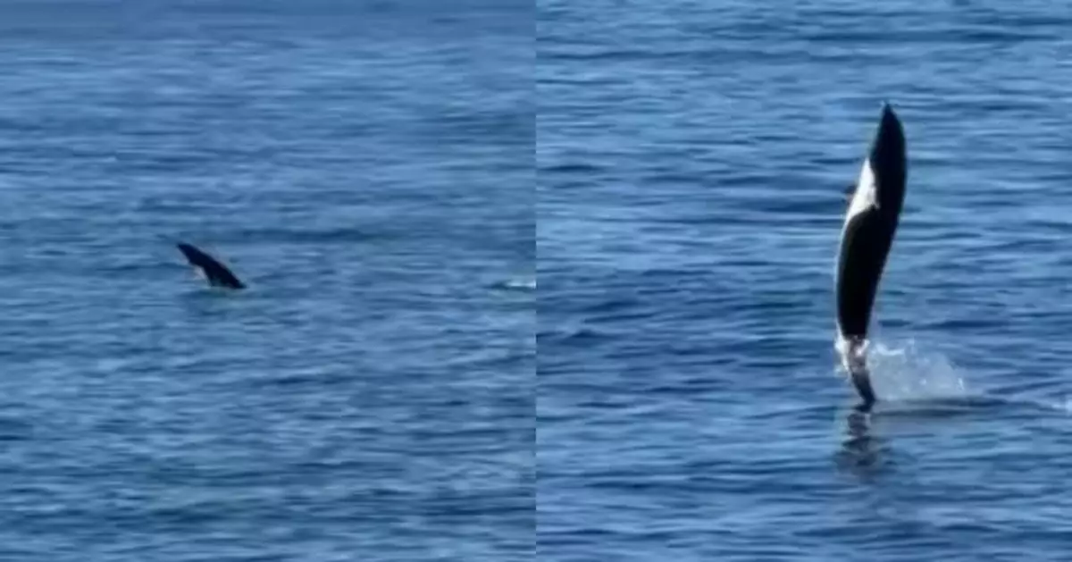 直立拍尾踏浪前進  美外海現野生海豚上演高難度「水上行走」似受過訓練極罕見