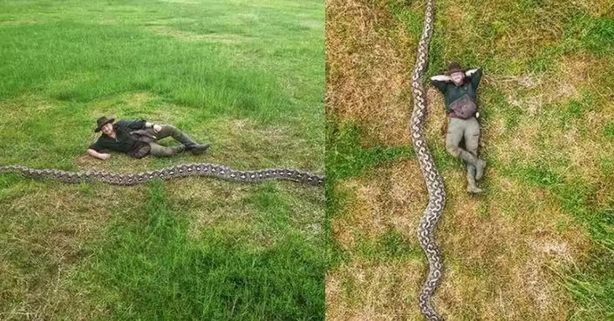 7.22米雌性網紋蟒現蹤印尼 獲健力士認證為史上「最長野生蛇類」