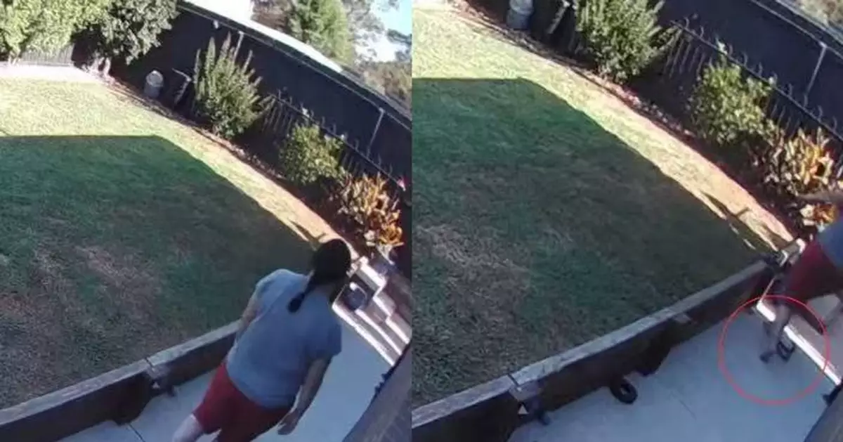 赤腳走後院遭1.2米長劇毒銅頭蛇纏腿 澳婦奮力甩腿驚險逃過一劫