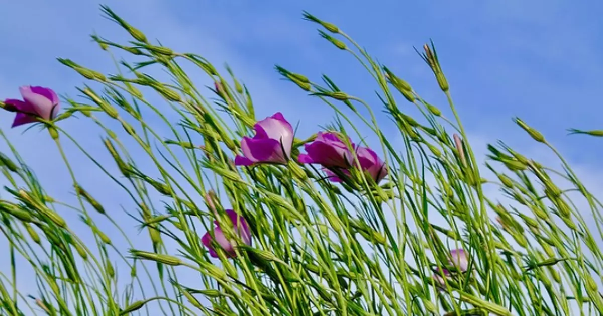 春風拂面暗藏風邪？中醫教按揉穴位祛風通絡預防面癱