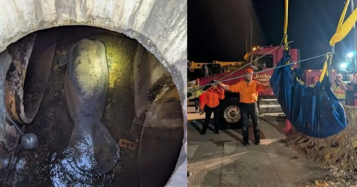 佛州逾400磅海牛為避寒誤入排水管受困 消防出動吊車救出脫險