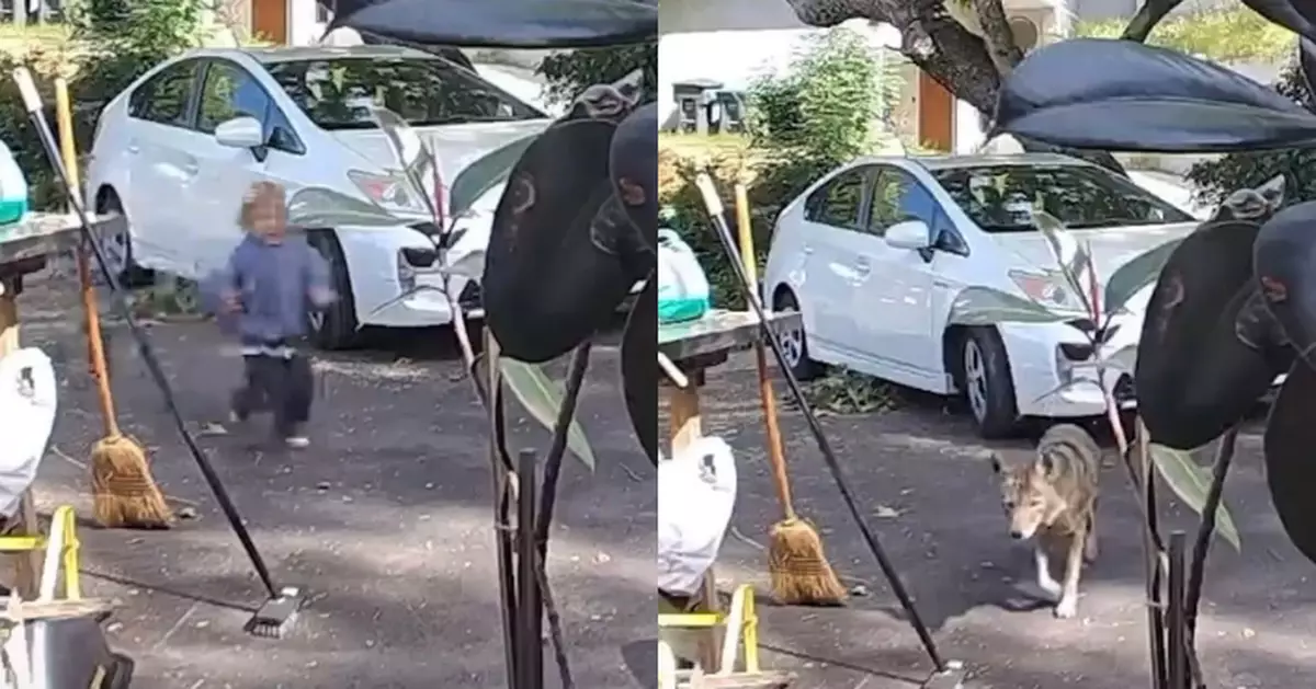 加州住宅區驚現郊狼 3歲男童家前遭追逐狂奔逃命 驚險畫面曝光