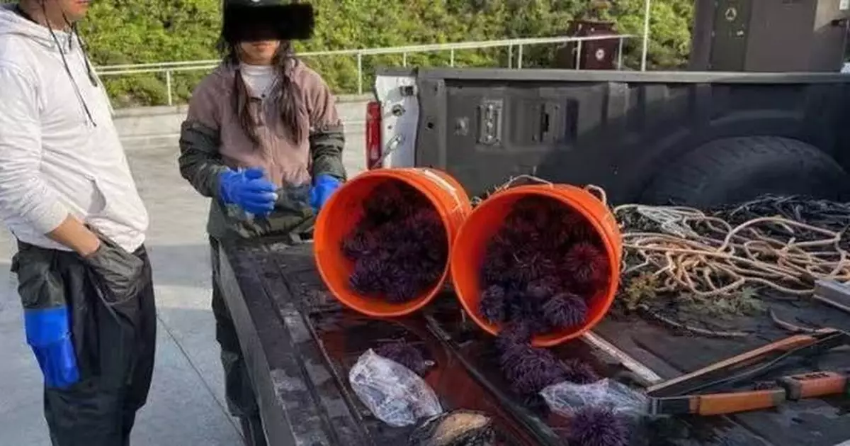 潮間帶盜捕瀕危鮑魚塞褲內被拍下 美國女遭截查面臨天價罰款