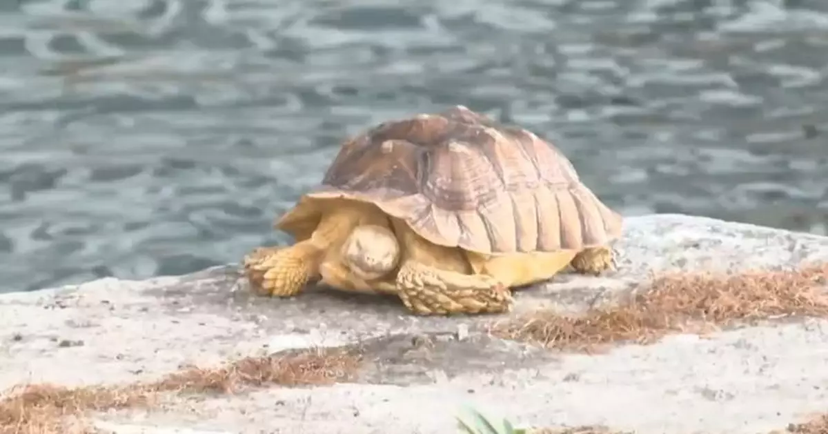 北角碼頭發現龜屍 警列虐畜暫無人被捕