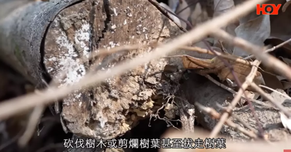 一線搜查｜飛鵝山逾百樹突然被斬 非法行動自闢抱石場？山客：早幾個月前開始禿