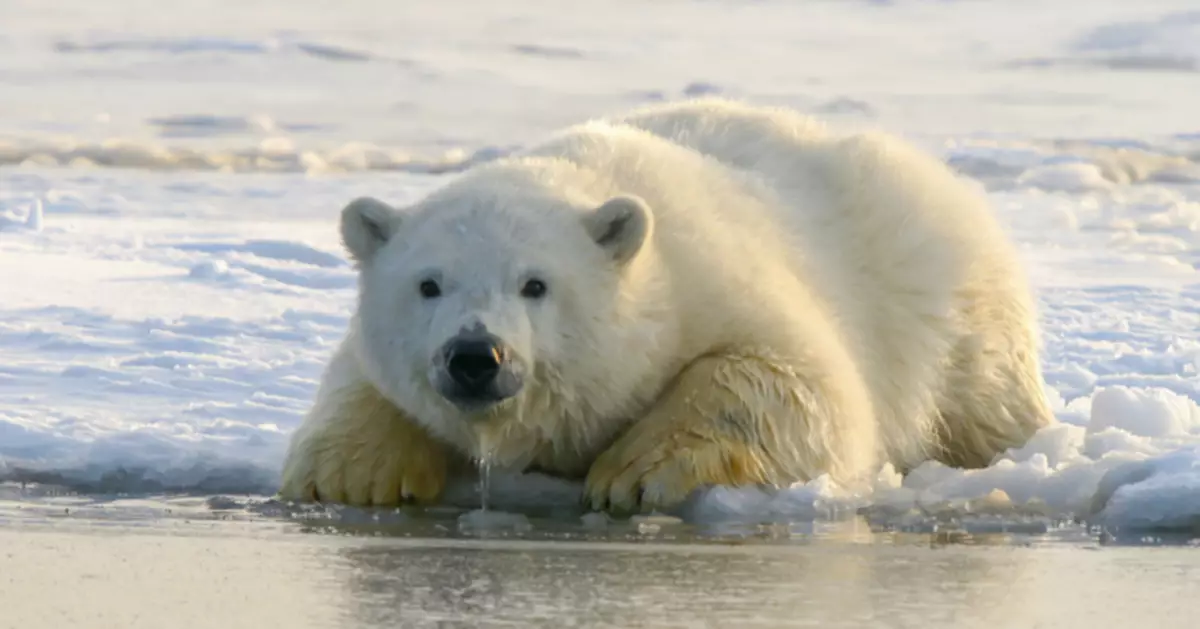 海冰融化反利捕獵？挪威北極熊意外「發福」