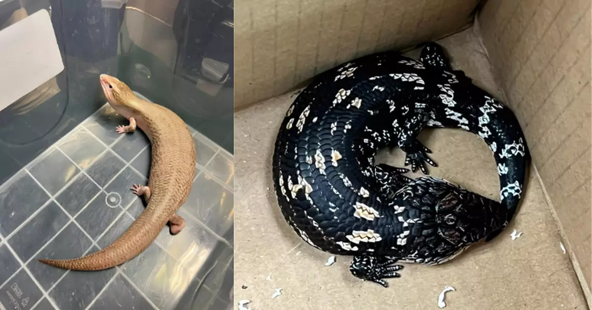 海關深圳灣管制站檢獲44隻活蜥蜴 市值約11.5萬元交漁護署跟進