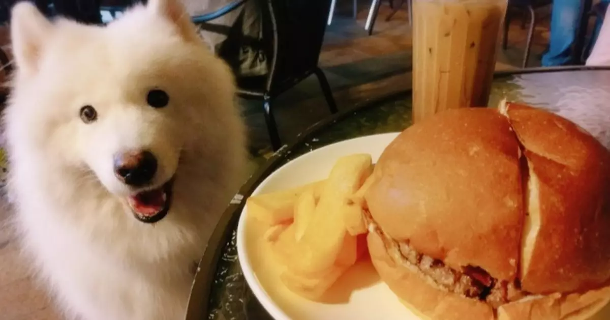 陳凱欣：狗隻進食肆首階應小心推行 建議半年至9個月後檢討額度