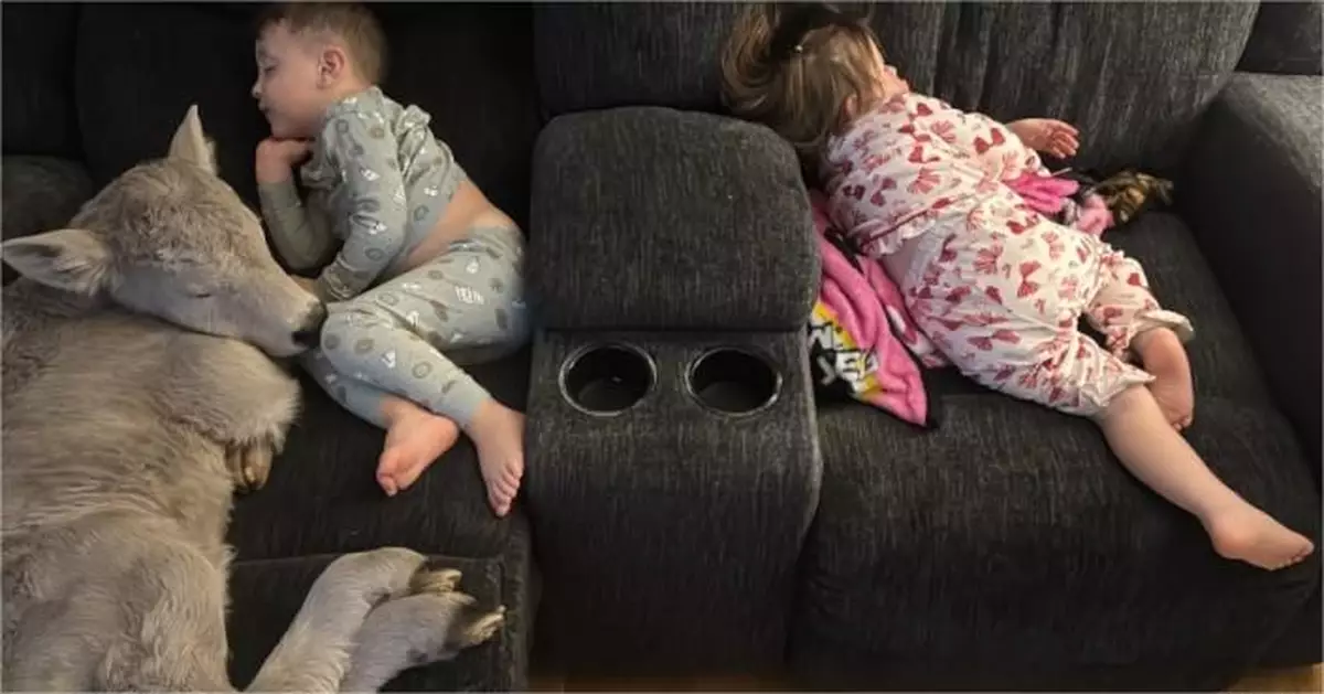 美初生牛險凍死獲農戶抱入屋用風筒急救 與孩童擁抱入睡溫馨畫面爆紅