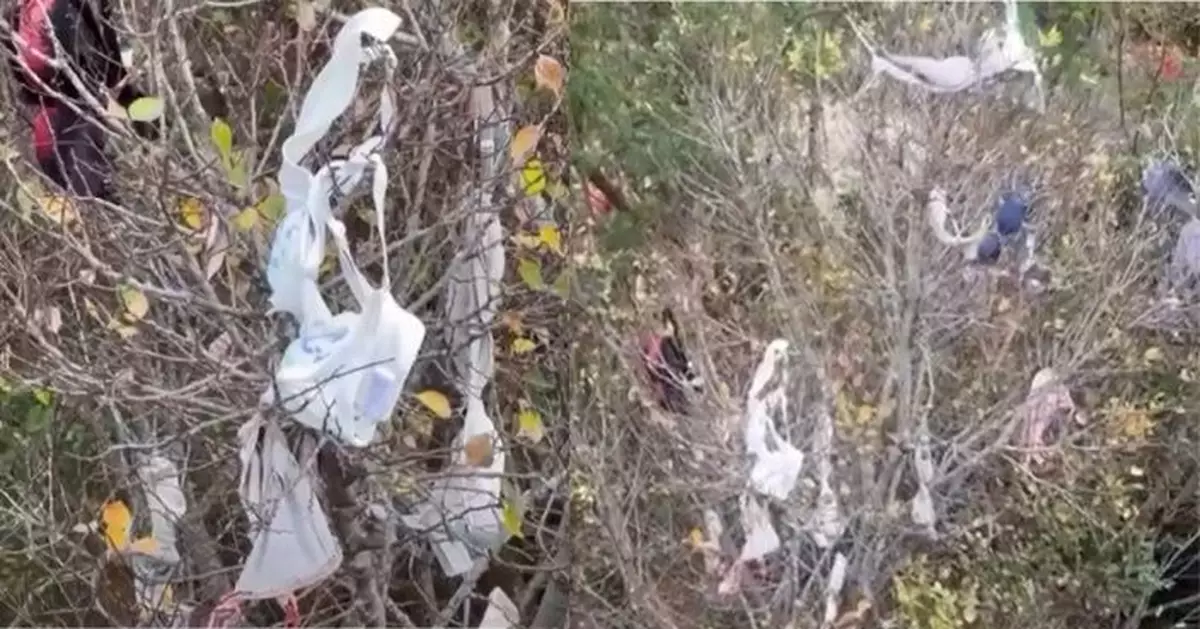 八鄉路旁大樹掛滿Bra引熱議 網笑：林村許願樹d Fd？唔拋寶牒拋Bra