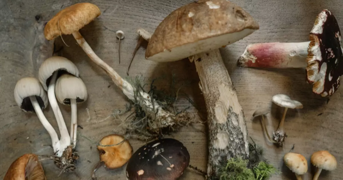 真菌也能儲存資料！美研究揭香菇竟可導電、記憶電信號