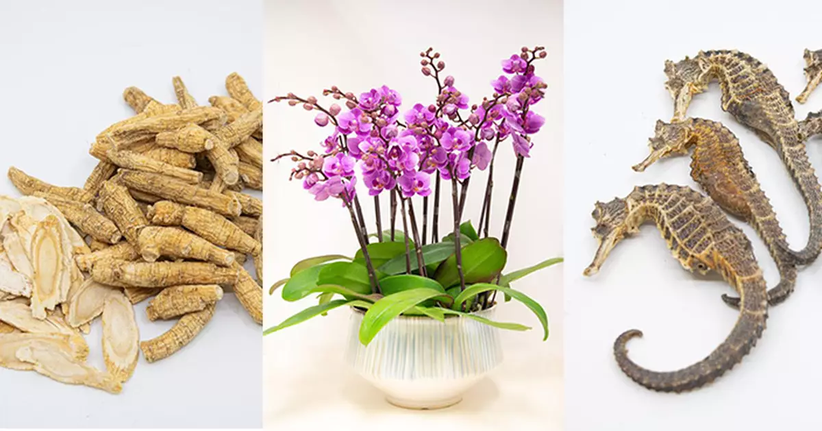 漁護署籲市民勿攜帶或網購蘭花、花旗參、乾海馬等瀕危物種入境 違例最高罰一千萬囚十年
