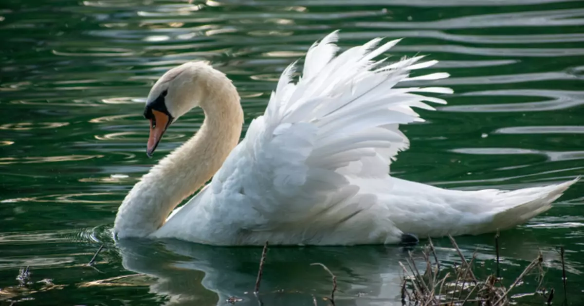 獸醫變偷鵝賊？ 捷克男河邊捉天鵝上車 被揭多次走私鸚鵡猛禽