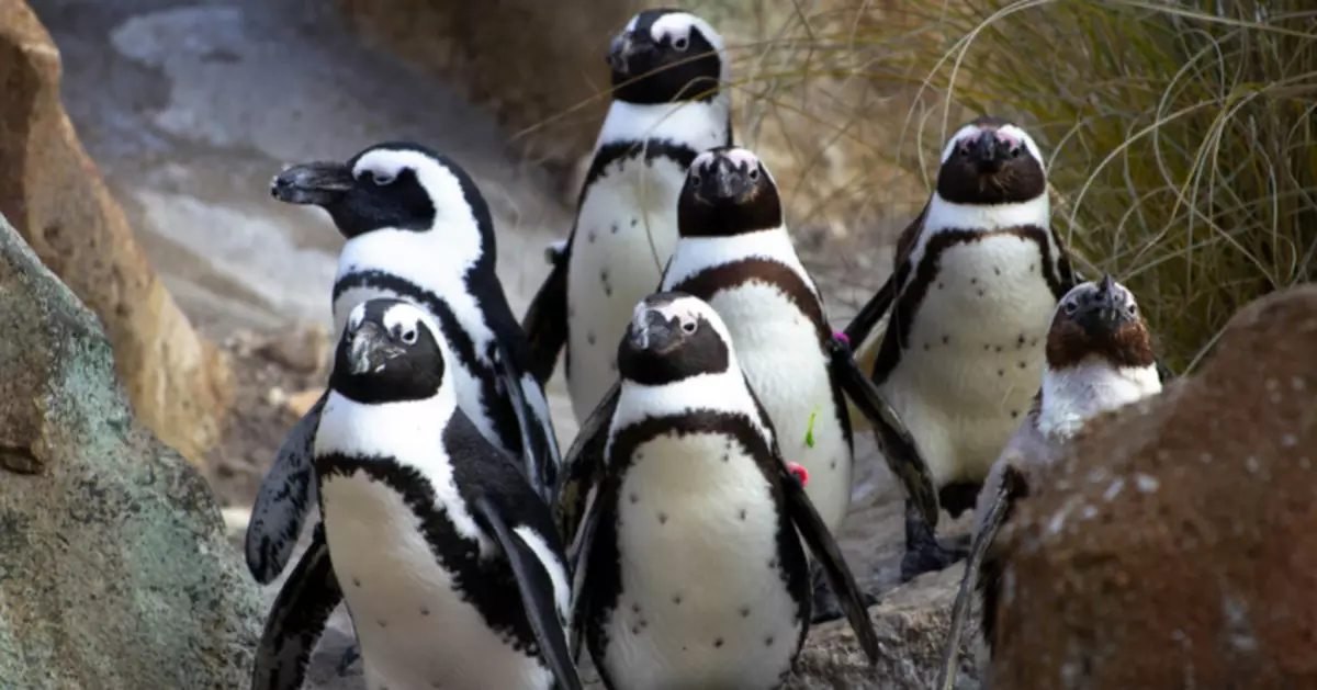 非洲企鵝BB冇魚食！骨瘦如柴得1.9公斤父母無奈餵食石仔