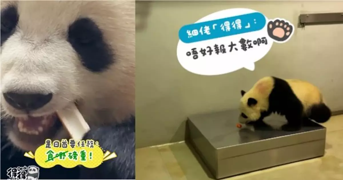大熊貓「加加」「得得」最新磅重結果出爐 奶爸Matt笑爆咀：重過磒石！