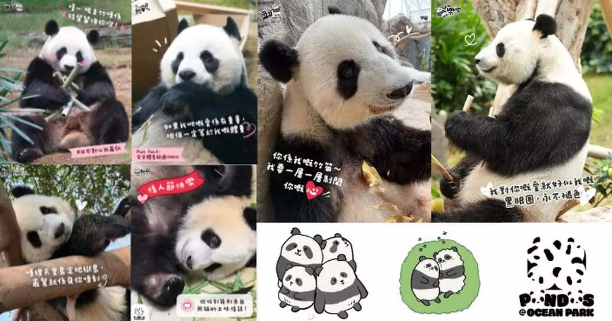 大熊貓6寶情人節浪漫表白 「我對你嘅愛就好似我嘅黑眼圈，永不褪色」冧爆全場