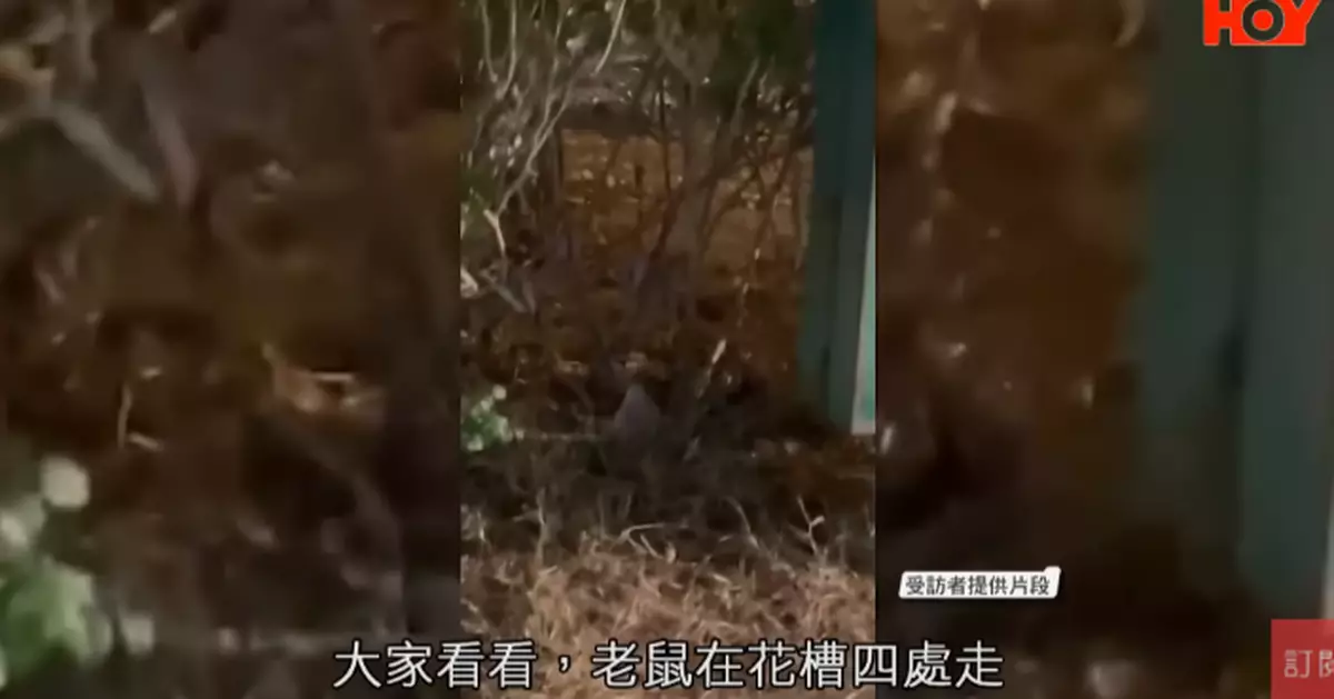 一線搜查｜鼠群攻陷天水圍北　公園淪老鼠樂園　居民：成卅隻都唔驚人