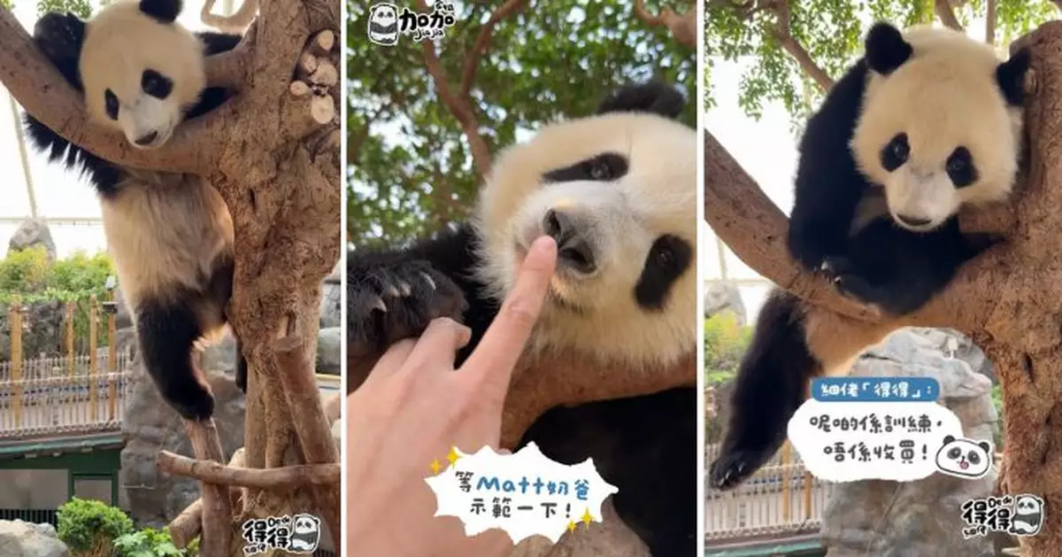 加加得得識聽叫名又有食物獎勵 奶爸奶媽收貓變容易