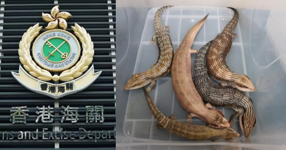 海關深圳灣管制站截查貨車 檢5隻懷疑受管制屬瀕危物種活蜥蜴