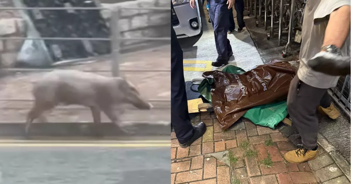 野豬港鐵烏溪沙站出沒事件至少5人傷 小豬終中麻醉槍入袋帶走