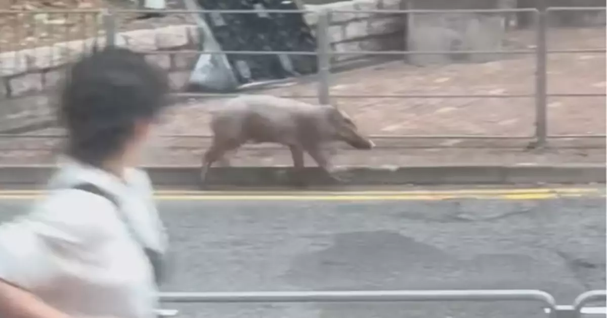 烏溪沙附近野豬出沒5人傷事件 漁護署將小豬捕捉作「人道處理」