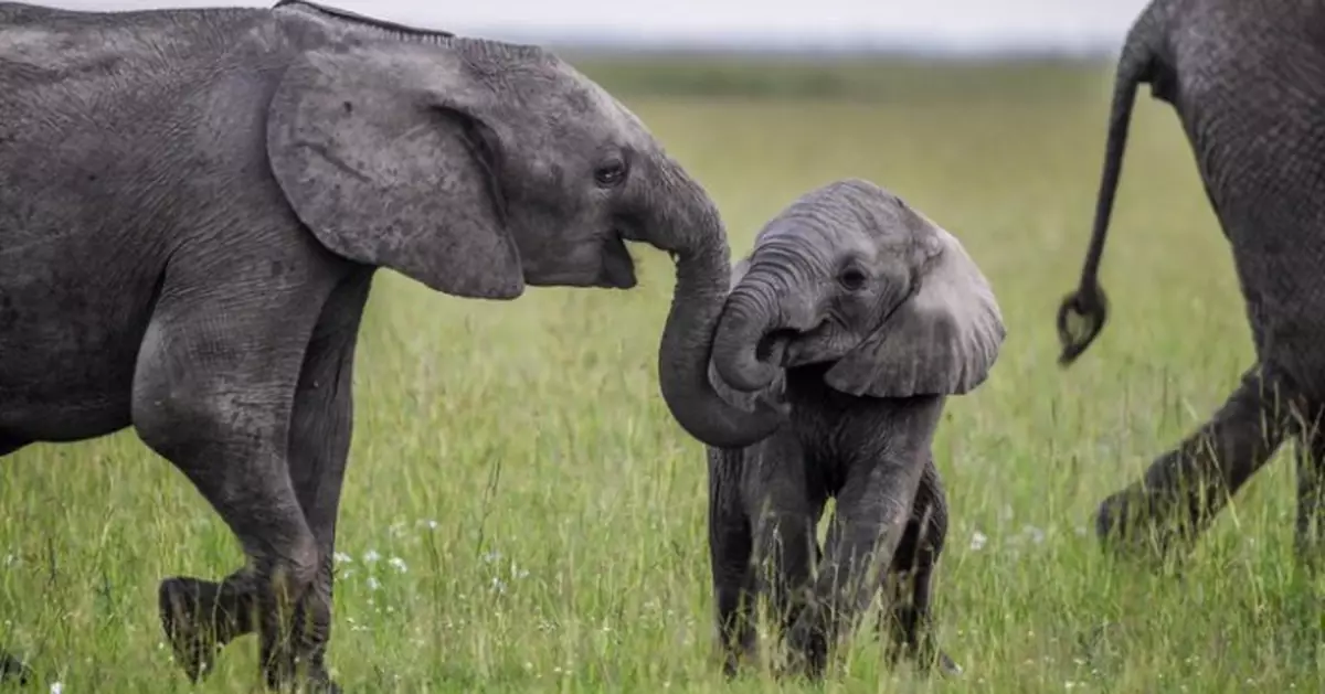 大象夾薯片竟不碎！鼻子鬍鬚暗藏玄機　有望助力機械人仿生觸覺發展