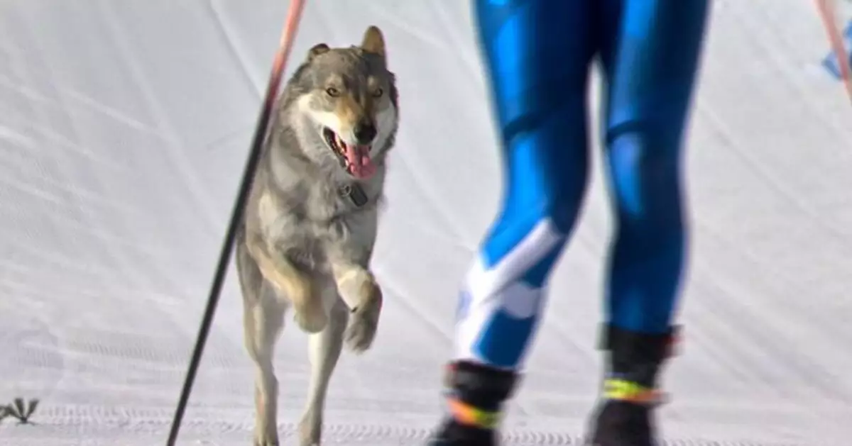 意大利冬奧賽場萌犬亂入　與選手並肩衝線引全場歡呼！