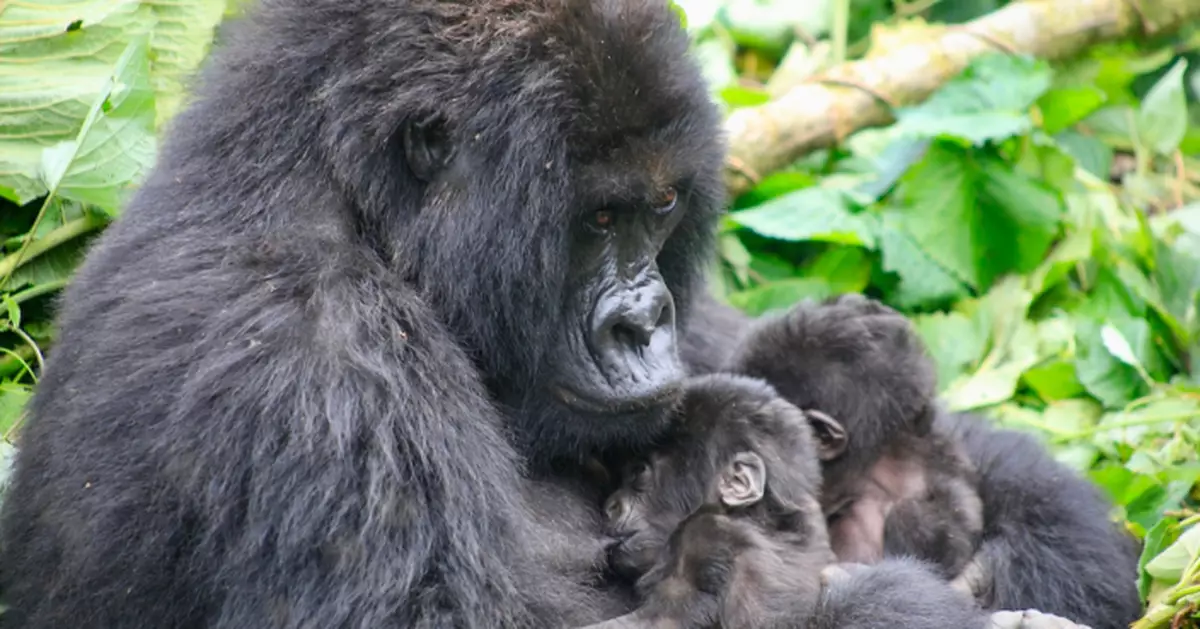 剛果國家公園喜迎大猩猩雙胞胎　存活率低園方審慎守護不命名