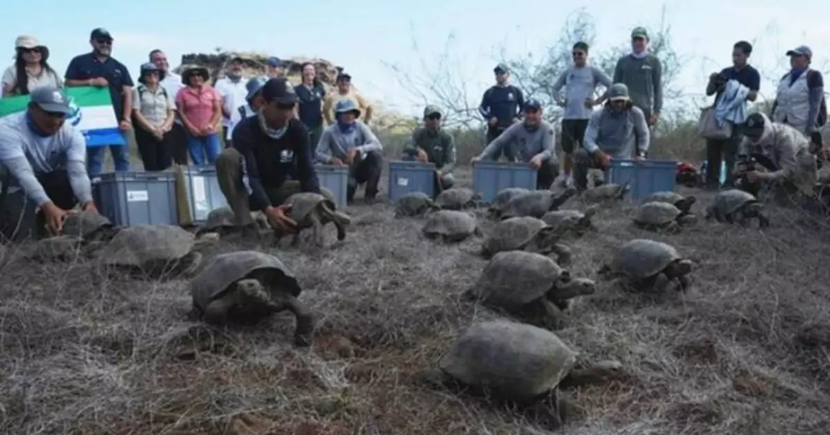 滅絕150年重返故土！厄瓜多島嶼成功野放158隻幼龜　混血復育趨近原始物種