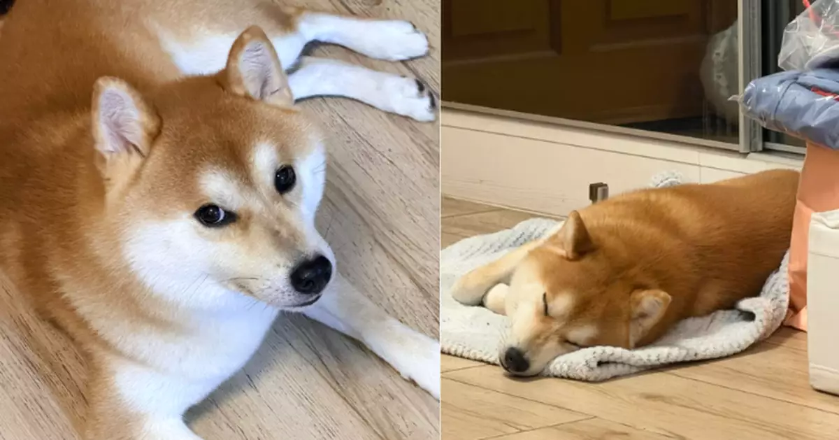 將軍澳百厭柴犬走失誤跟入屋 零養寵經驗港女曬相慌張求救 網笑：人比狗焦慮