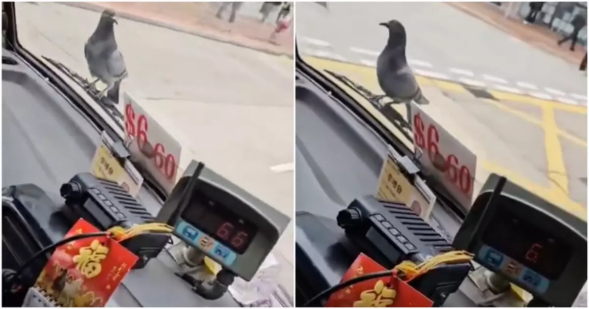 野鴿「懶到出汁」企定定搭小巴順風車　司機崩潰：佢跟咗我成朝