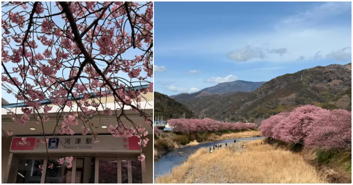 西日本氣溫異常飆升刮起今年「首場春風」 「河津櫻」迎早春