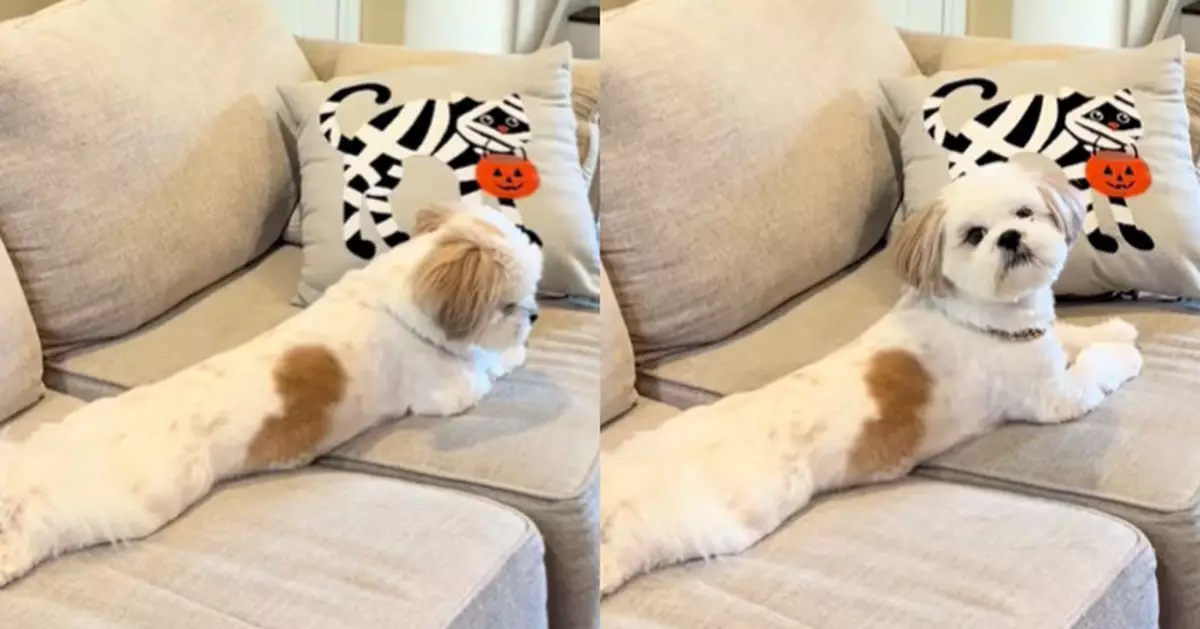 西施犬選擇性失聰躺梳化「裝聾作啞」聽1詞瞬間甦醒 飼主哭笑不得