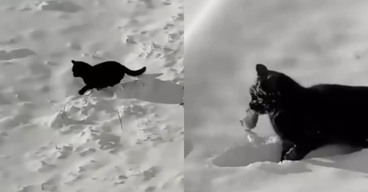 愛貓雪中嬉戲超興奮 飼主興奮錄影細看驚覺：在捕獵？