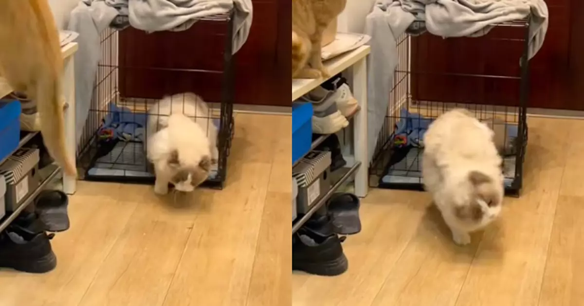 布偶貓施展縮骨神技輕鬆脫逃 橘貓全程呆愣旁觀：同樣是貓點解差咁多？