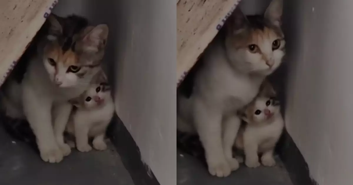 流浪三花母貓緊護「餅印幼崽」阻路人收養 網民秒懂：這隻是自留款