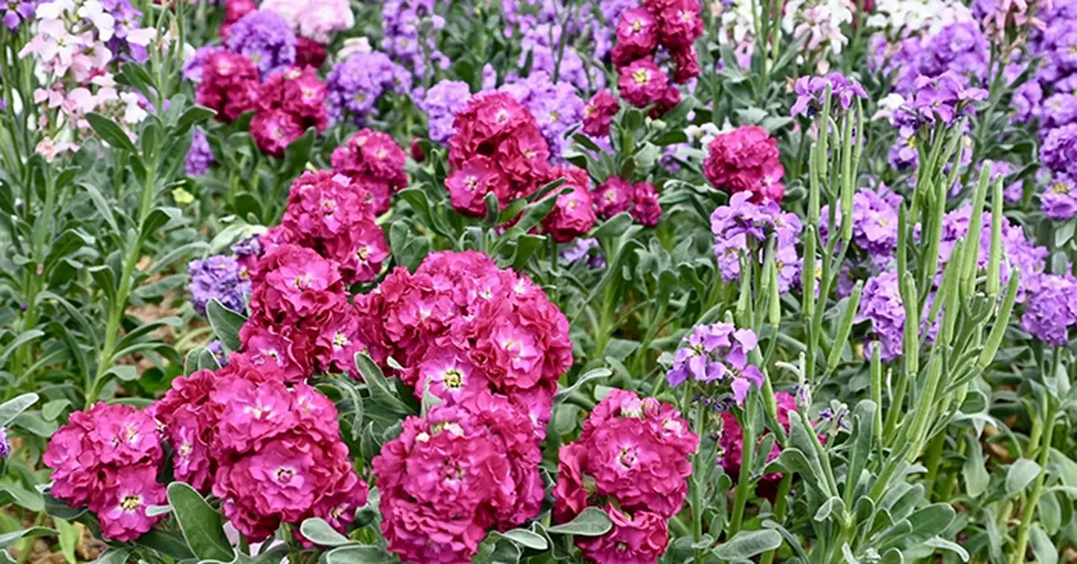 維園花展3月20日開幕 主題花紫羅蘭融入香港特色