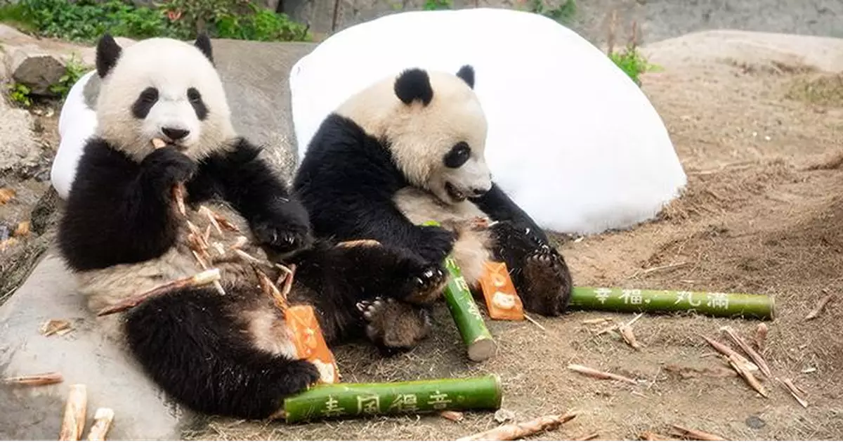 海洋公園團園賀年動物大使搶先拆禮物 大熊貓龍鳳胎加加得得玩冰製利是