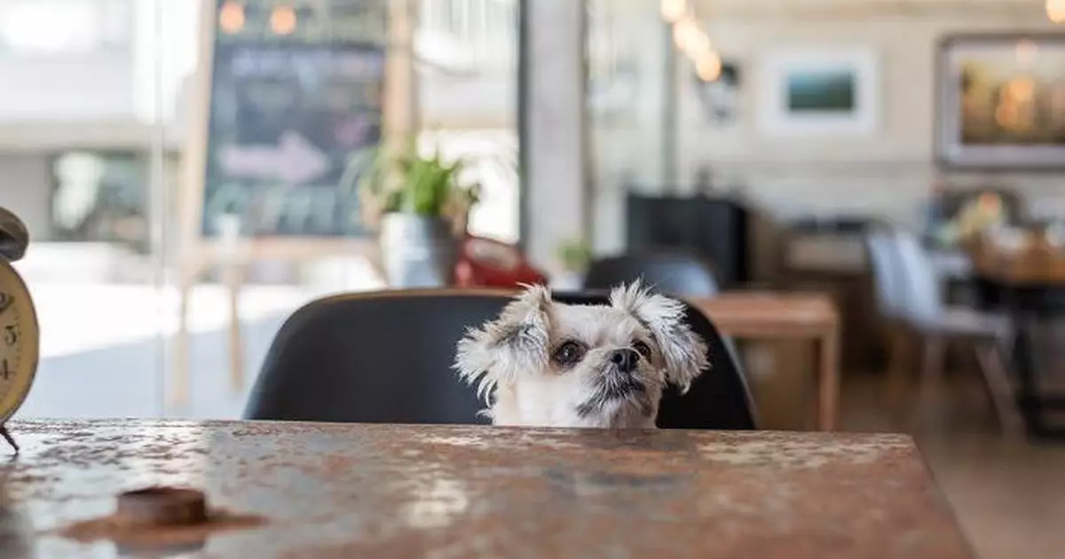 謝展寰稱初步料每名食客最多帶兩隻狗入食肆 餐廳太細或不獲牌
