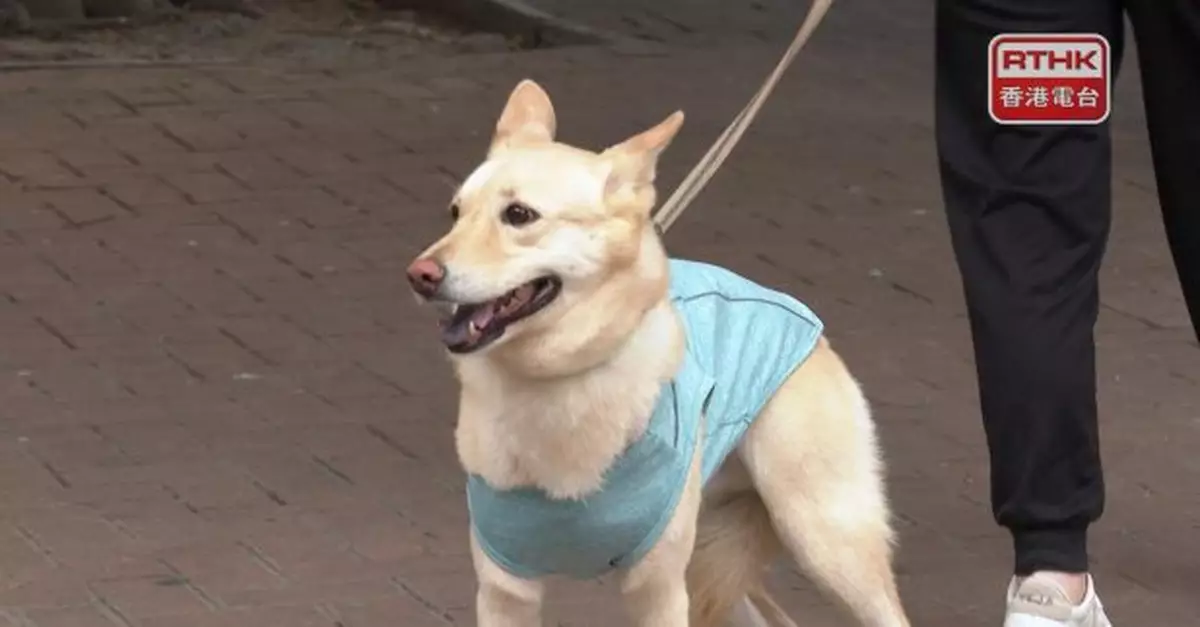 狗隻可進食肆牌照首階段名額500至1千個　不容許格鬥狗隻