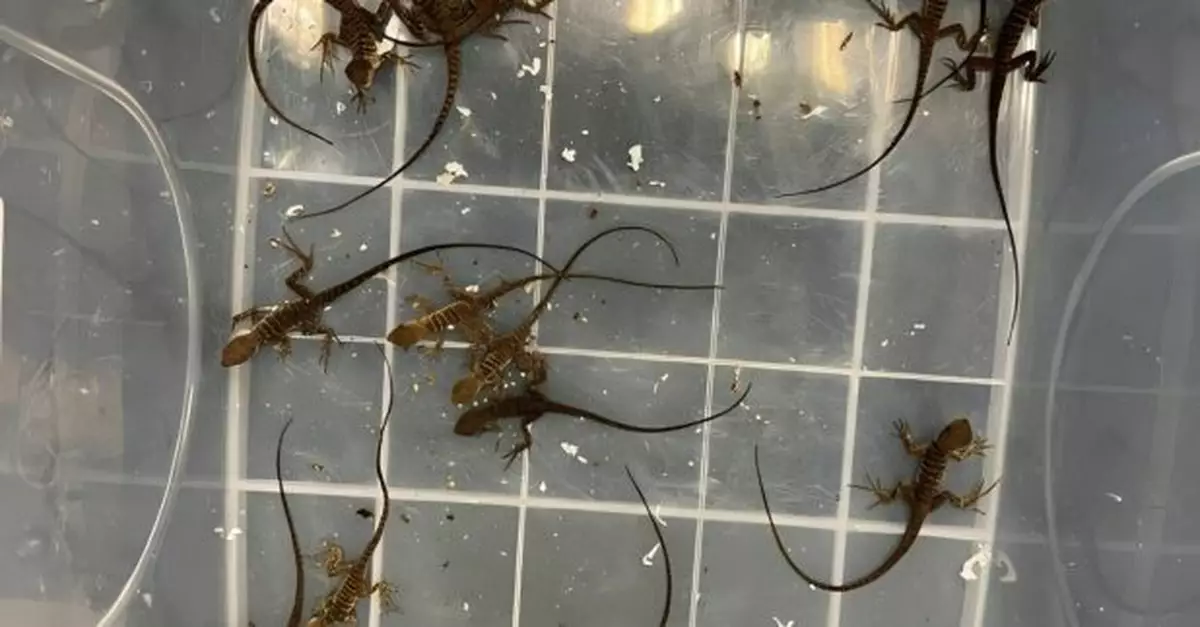 海關於深圳灣管制站檢44隻活蜥蜴　大部分屬瀕危物種