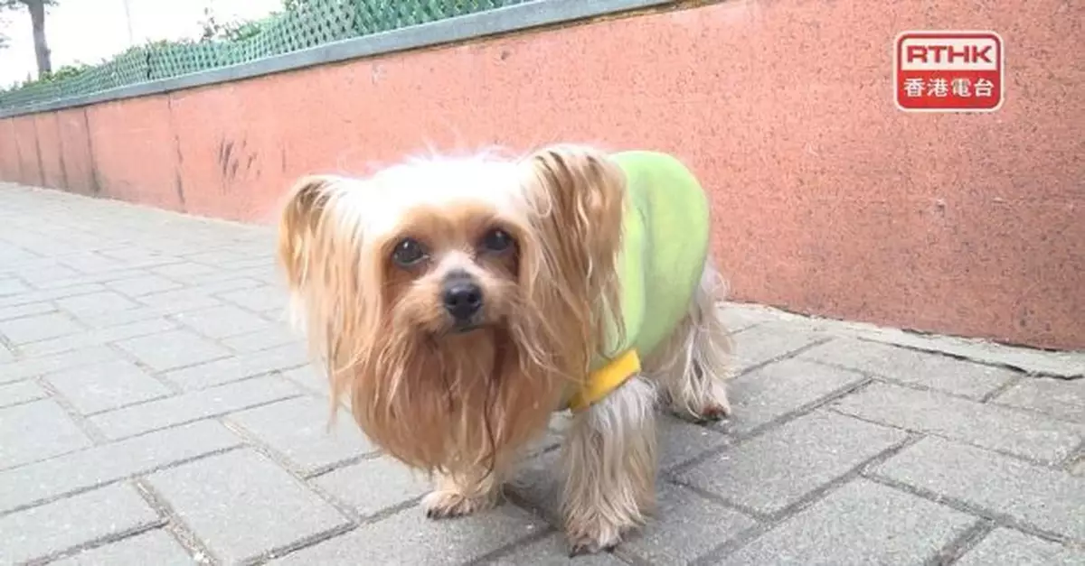 餐飲業界稱容許狗隻入獲批食肆帶來新商機　議員稱方案可接受