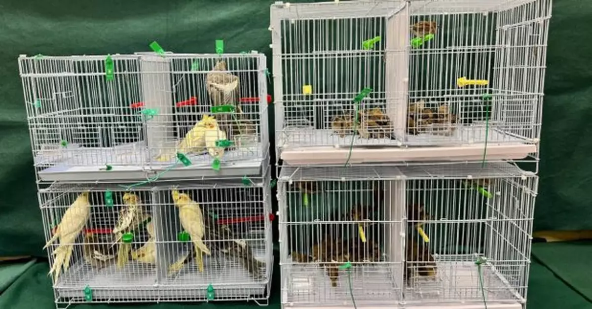 海關偵破懷疑非法進口活雀鳥　一名26歲女子被捕