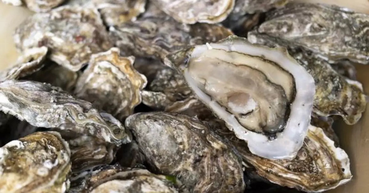再有7人進食生蠔後疑食物中毒　衞防中心籲市民現時不要進食生蠔