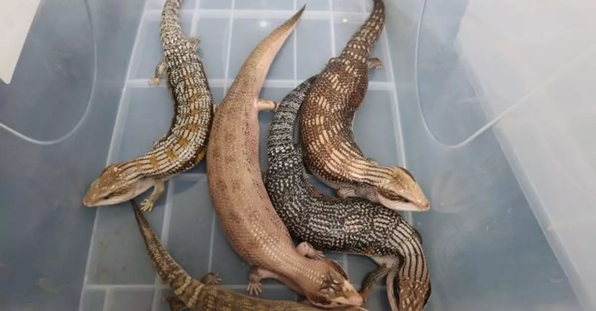 海關深圳灣管制站檢獲5隻懷疑受管制屬瀕危物種活蜥蜴