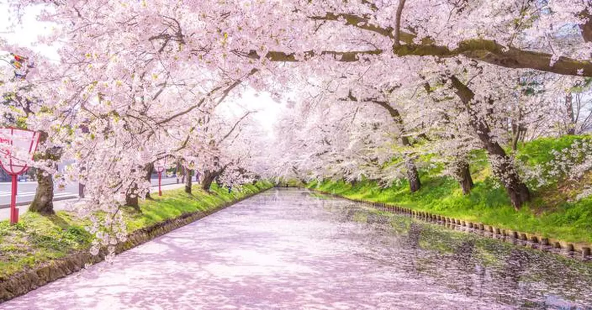 春櫻映東境  邂逅日本經典櫻花的絕美旅程