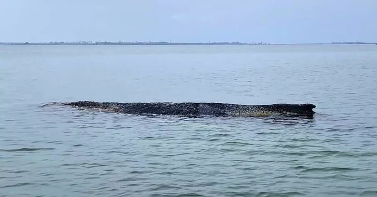 德國波羅的海座頭鯨擱淺體力轉弱 重返大西洋機會渺茫