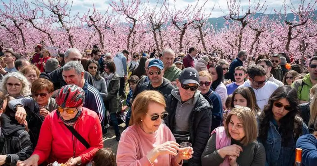 希臘維利亞蜜桃花海如粉紅薄紗 數千遊客慕名而至